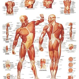 Anatomske karte