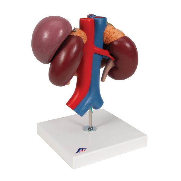 K22/3 - Model LJUDSKOG BUBREGA SA ZADNJIM ORGANIMA GORNJEG ABDOMENA – 3 dela - Image 2