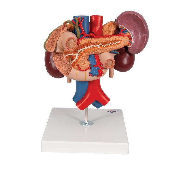K22/3 - Model LJUDSKOG BUBREGA SA ZADNJIM ORGANIMA GORNJEG ABDOMENA – 3 dela - Image 4