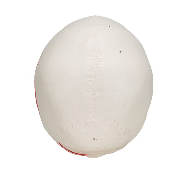 A23 - Model LOBANJE ČOVEKA OSLIKANA – 3 dela - Image 7
