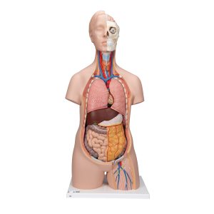 Anatomski modeli