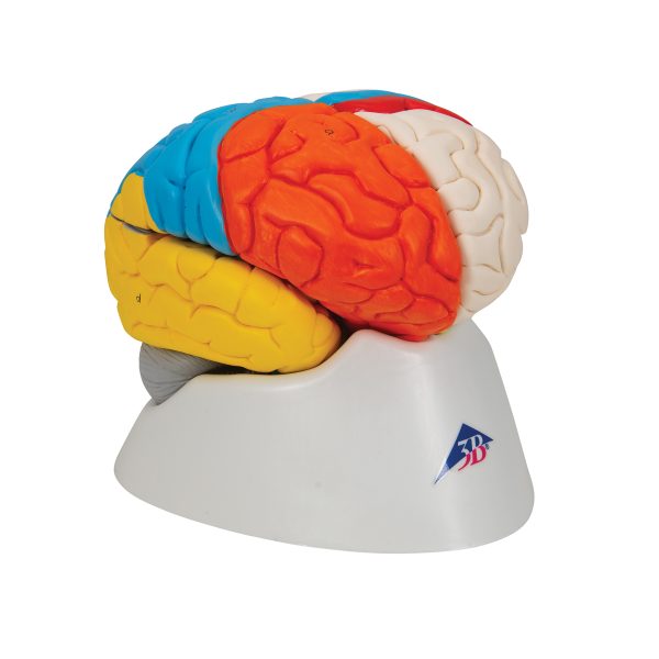 C22 - Model LJUDSKOG NEURO-ANATOMSKOG MOZGA – 5 delova - Image 2
