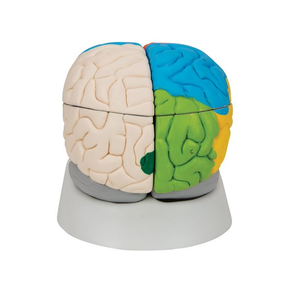 C22 - Model LJUDSKOG NEURO-ANATOMSKOG MOZGA – 5 delova - Image 4
