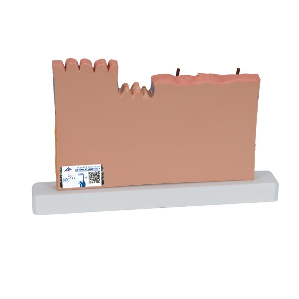 J11 - Model PRESEK LJUDSKE KOŽE – 40x uvećano - Image 4