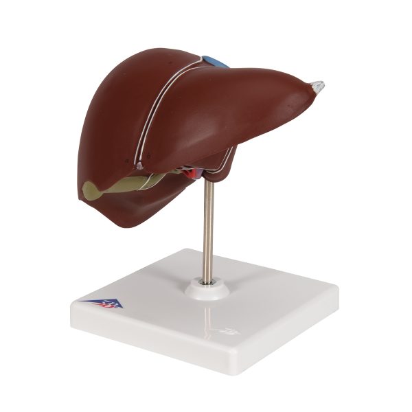 K25 - Model JETRE SA ŽUČNOM KESOM - Image 6