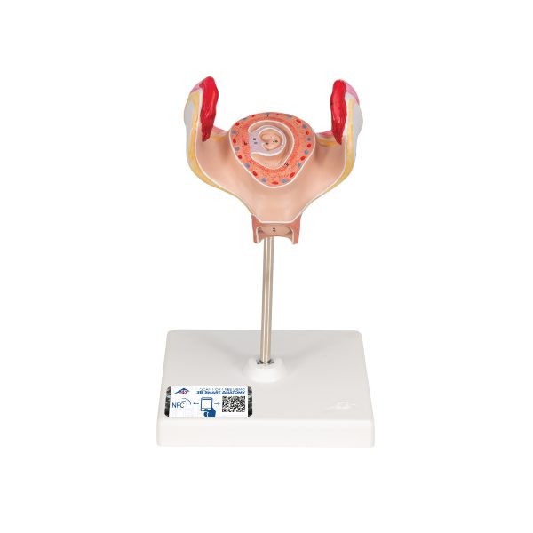 L10/1 - Model  EMBRION 1. MESEC
