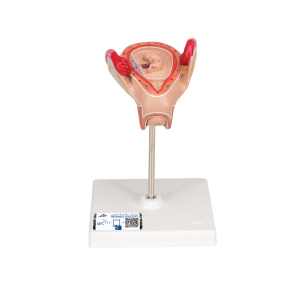 L10/2 - Model  EMBRION 2. MESEC