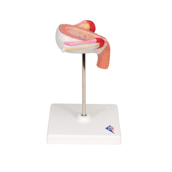 L10/3 - Model  FETUS 3. MESEC - Image 3