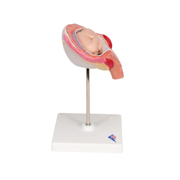 L10/4 - Model  FETUS 4. MESEC U ABDOMINALNOM POLOŽAJU - Image 3