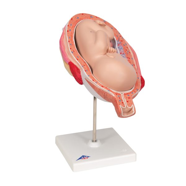 L10/8 - Model  FETUS 7. MESEC - Image 2