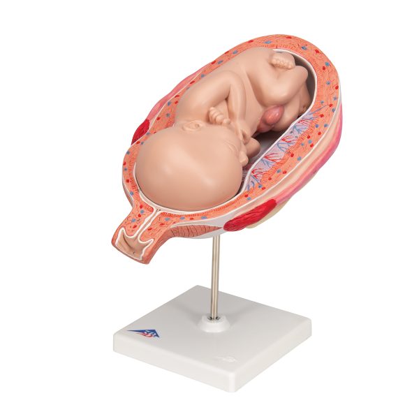 L10/8 - Model  FETUS 7. MESEC - Image 6