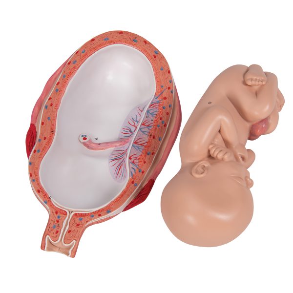 L10/8 - Model  FETUS 7. MESEC - Image 7