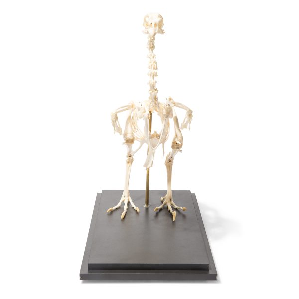 T300021 - Model  SKELET KOKOŠKE - Image 2