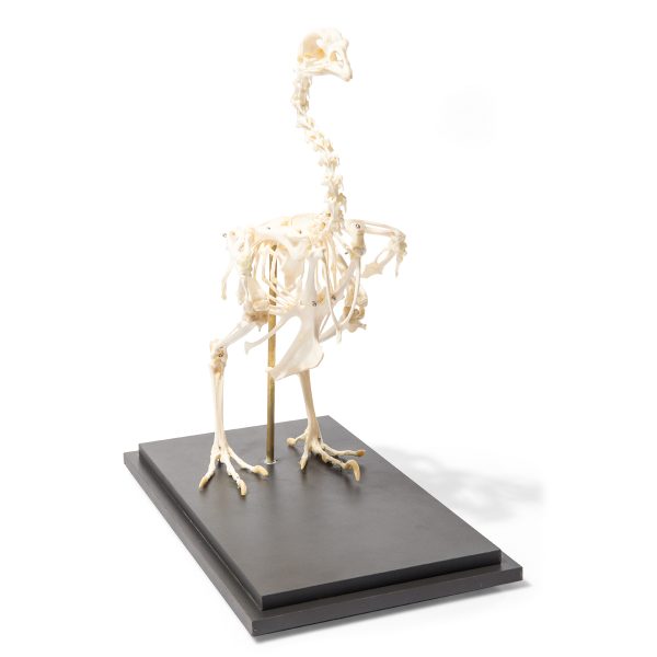 T300021 - Model  SKELET KOKOŠKE - Image 3