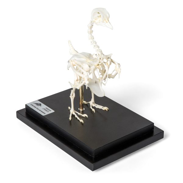 T300071 - Model  SKELET GOLUBA