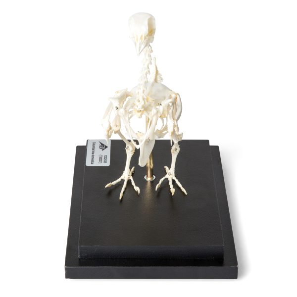 T300071 - Model  SKELET GOLUBA - Image 2