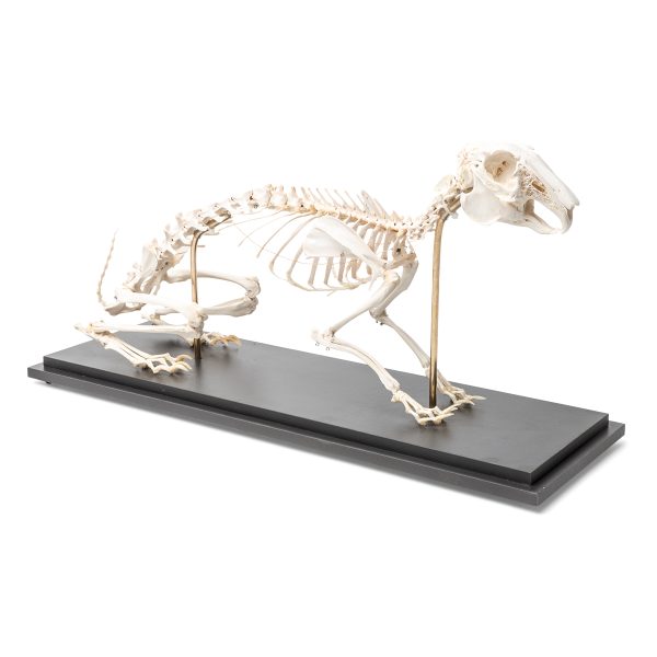 T300081 - Model SKELET ZECA