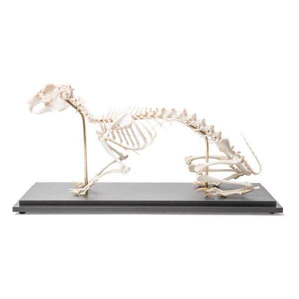 T300081 - Model SKELET ZECA - Image 2