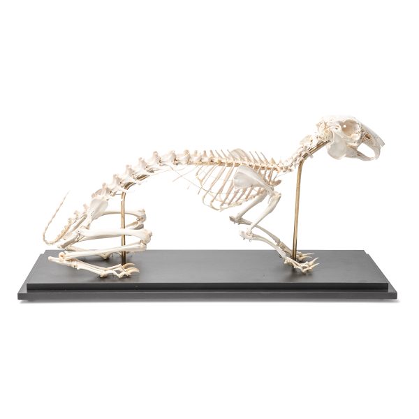 T300081 - Model SKELET ZECA - Image 3