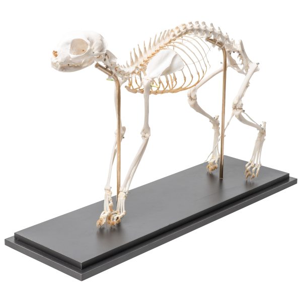 T300391 - Model SKELET MAČKE (fleksibilan) - Image 2