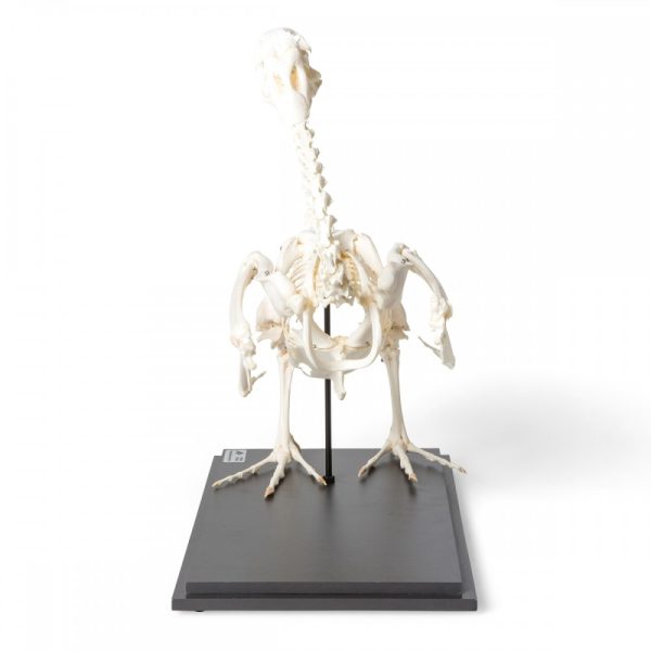 T300451 - Model  SKELET GUSKE - Image 3