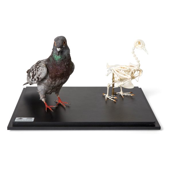 T310051 - Model GOLUB I SKELET GOLUBA