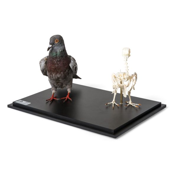 T310051 - Model GOLUB I SKELET GOLUBA - Image 2