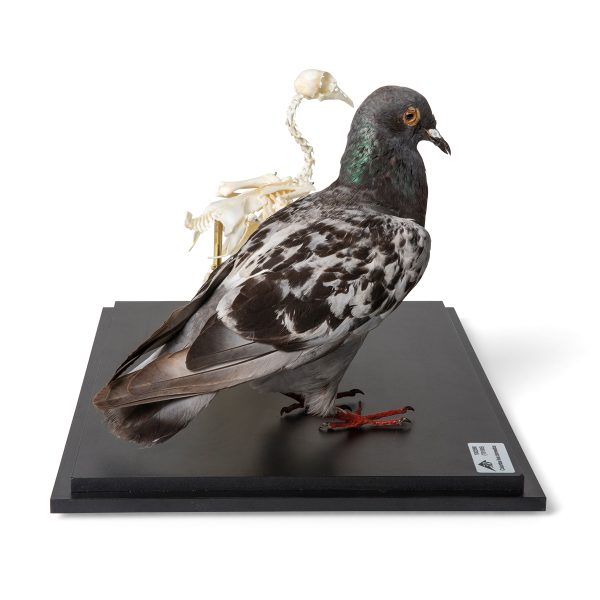 T310051 - Model GOLUB I SKELET GOLUBA - Image 3