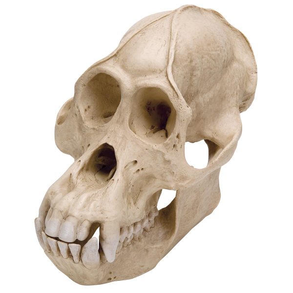 VP761/1 - Model LOBANJA ORANGUTANA